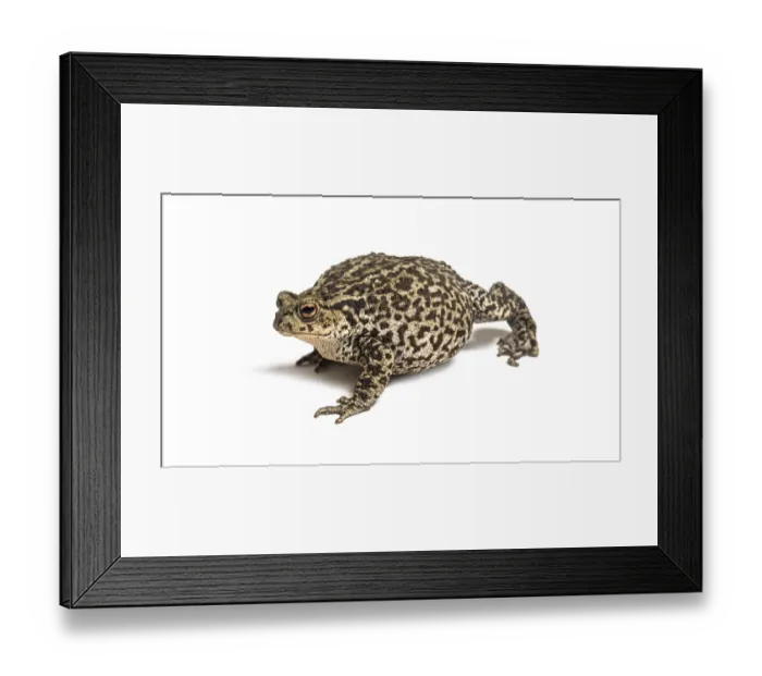 Framed Print : European common toad walking, Bufo bufo