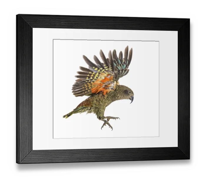 Framed Print : Kea Bird, Nestor notabilis, or Alpine parrot Framed Print : Kea Bird, Nestor notabilis, or Alpine parrot