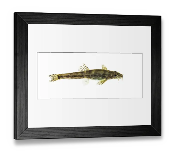 Framed Print : Side view of a Stone loach, Barbatula barbatula