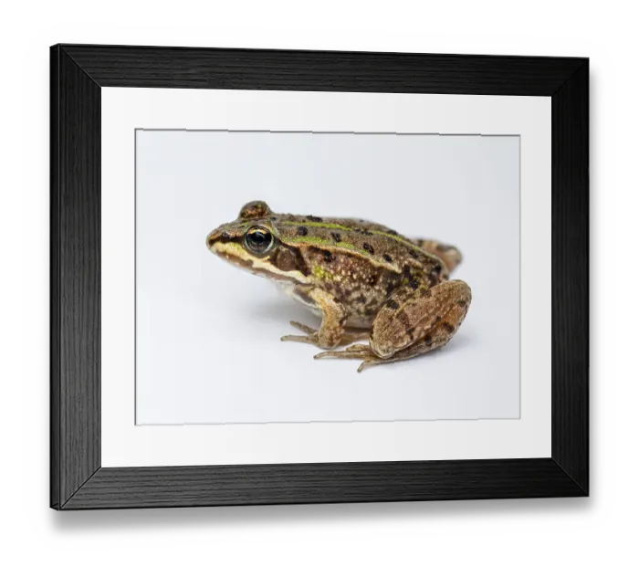 Framed Print : Side view of Marsh frog, Pelophylax ridibundus