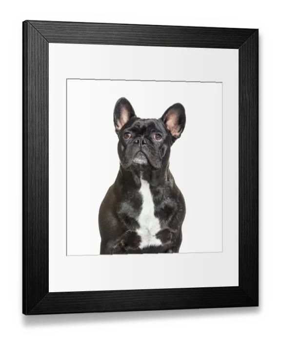 Framed Print : Portrait, head shot of a French Bulldog looking up Framed Print : Portrait, head shot of a French Bulldog looking up