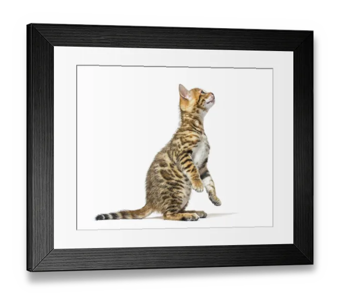 Framed Print : Side view of a bengal cat kitten getting to know on hind legs Framed Print : Side view of a bengal cat kitten getting to know on hind legs