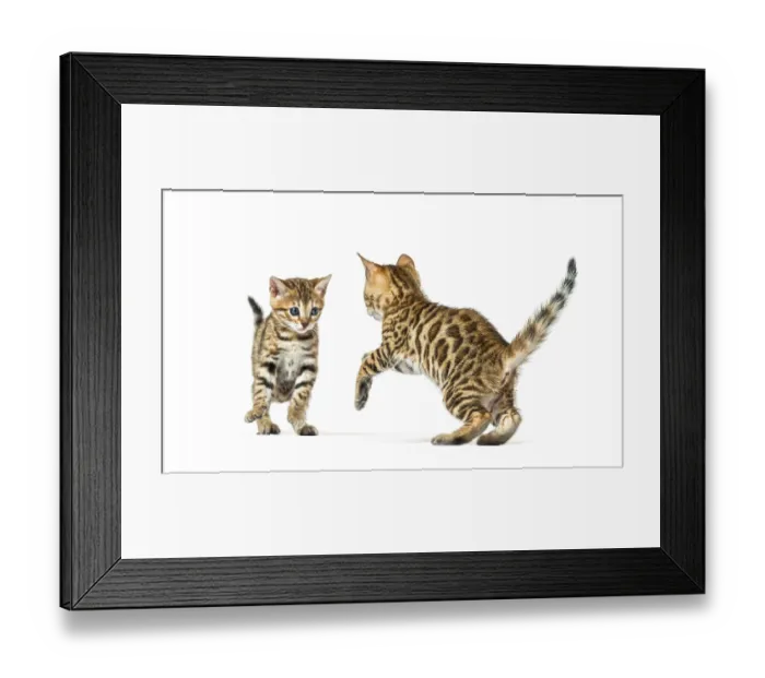 Framed Print : Two bengal cat kittens playing together