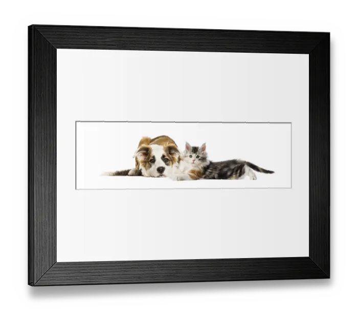 Framed Print : Crossbreed dog and cat, lying together