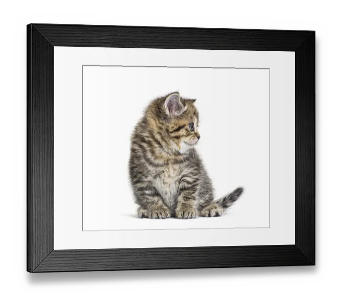 Framed Print : Cute Kitten British Shorthair, isolated on white