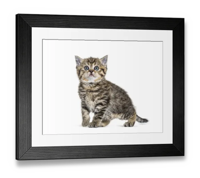 Framed Print : Cute Kitten British Shorthair, isolated on white