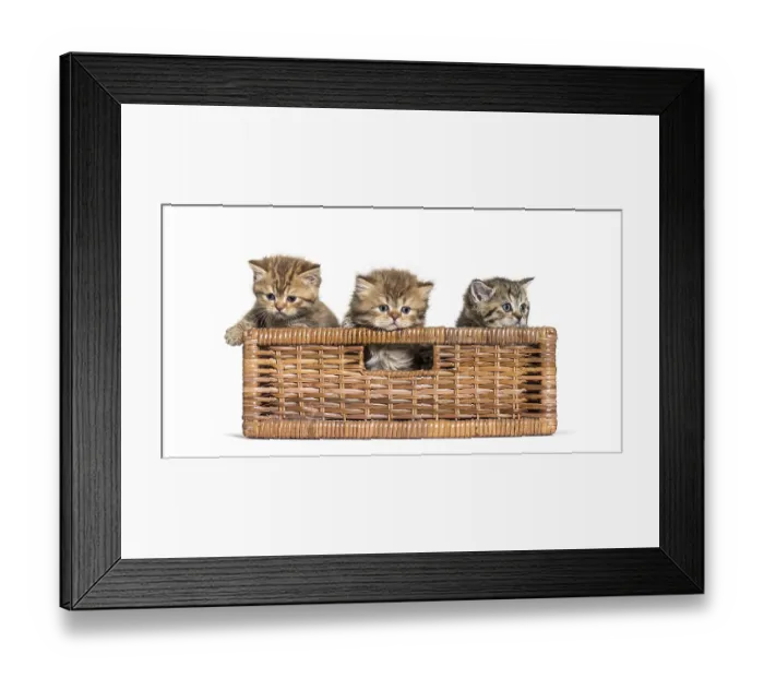 Framed Print : British Shorthair and longhair in a wicker basket