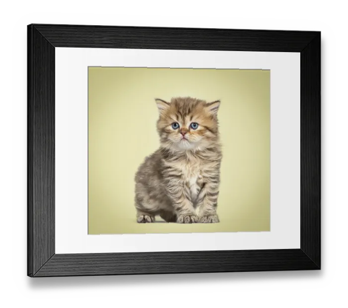 Framed Print : Kitten British longhair sitting, isolated on white Framed Print : Kitten British longhair sitting, isolated on white