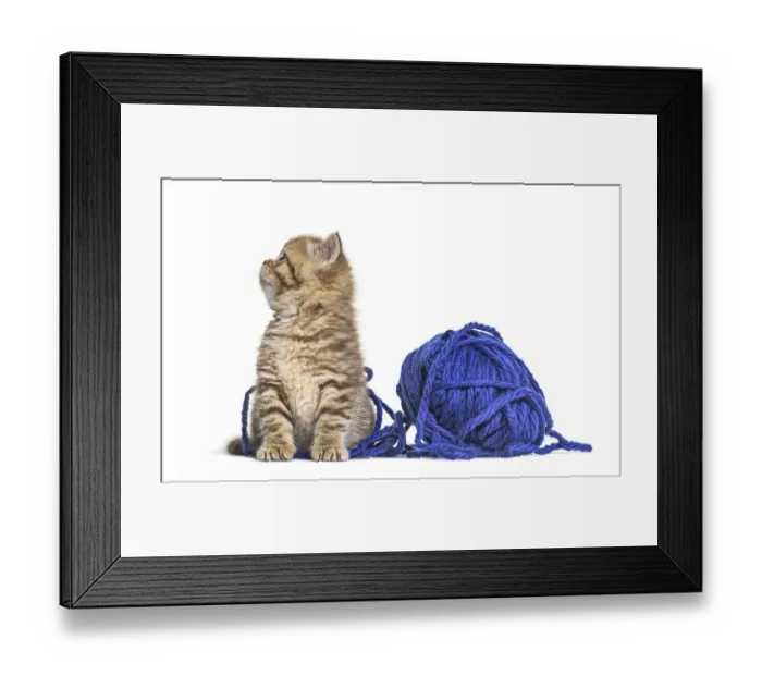 Framed Print : Kitten British Shorthair cat playing with a blue ball of wool