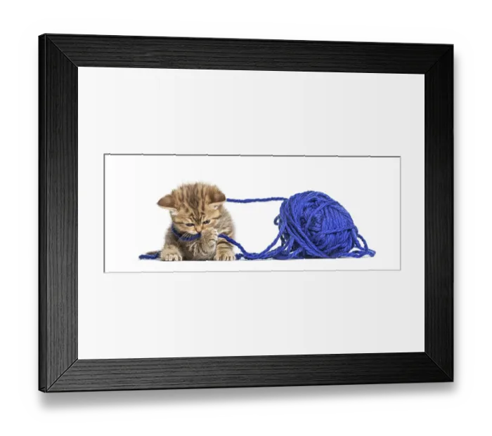 Framed Print : Kitten British Shorthair cat playing with a blue ball of wool
