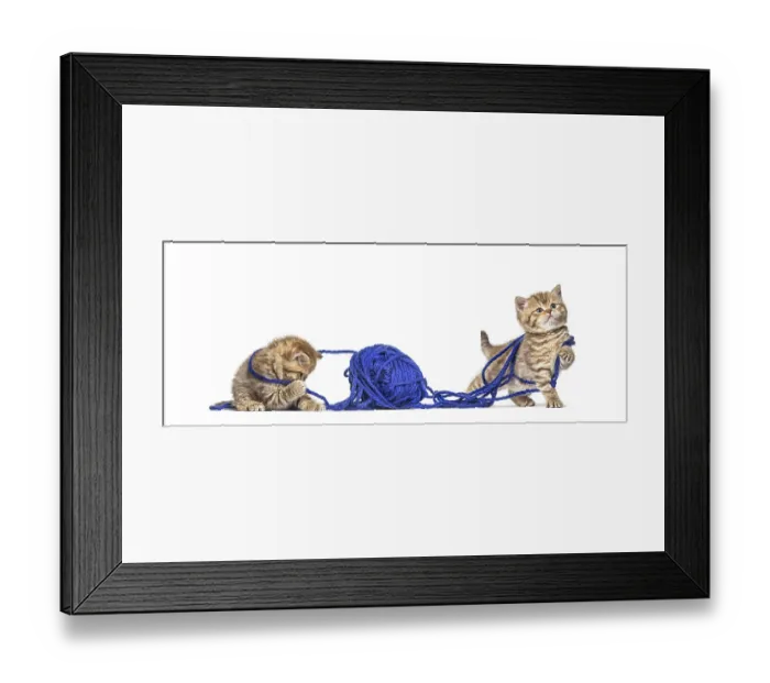 Framed Print : Kitten British longhair and shorthair playing with a blue ball of wool