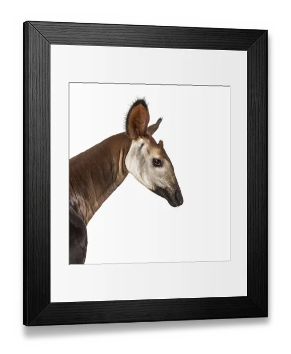Framed Print : Okapi, Okapia johnstoni, isolated on white