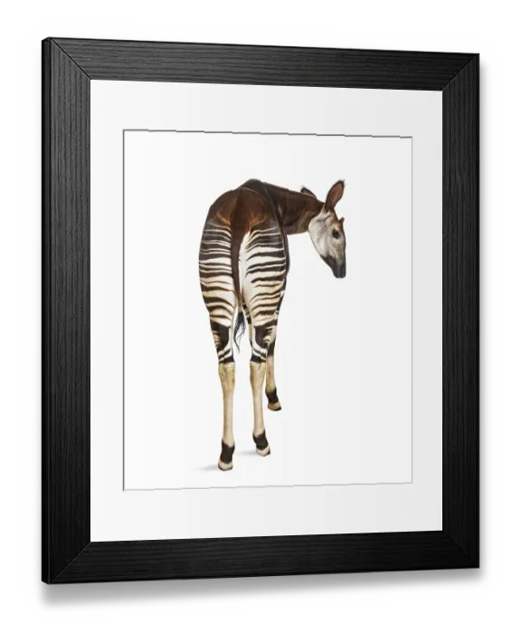 Framed Print : Okapi, Okapia johnstoni, isolated on white Framed Print : Okapi, Okapia johnstoni, isolated on white