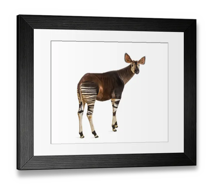 Framed Print : Okapi, Okapia johnstoni, isolated on white Framed Print : Okapi, Okapia johnstoni, isolated on white