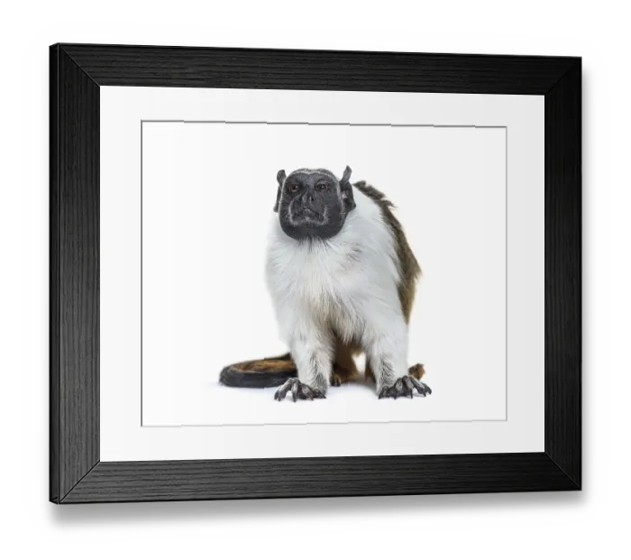 Framed Print : Pied tamarin, Saguinus bicolor, isolated on white