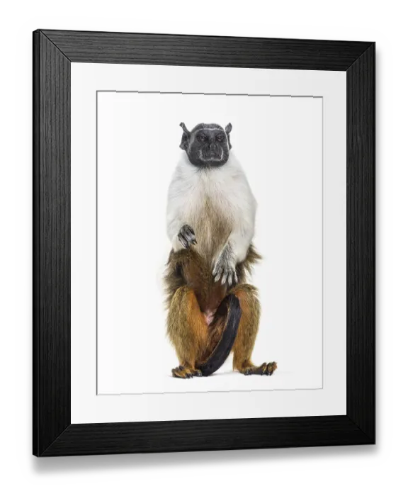 Framed Print : Pied tamarin, Saguinus bicolor, isolated on white