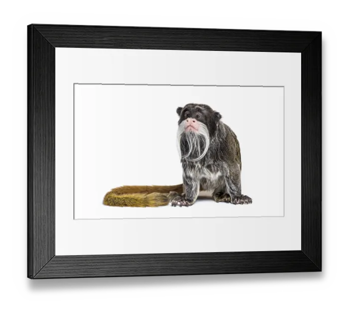 Framed Print : Emperor tamarin, Saguinus imperator Framed Print : Emperor tamarin, Saguinus imperator