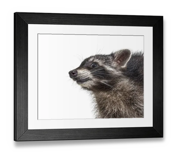 Framed Print : Portrait Side view of a young raccoon with happy expression