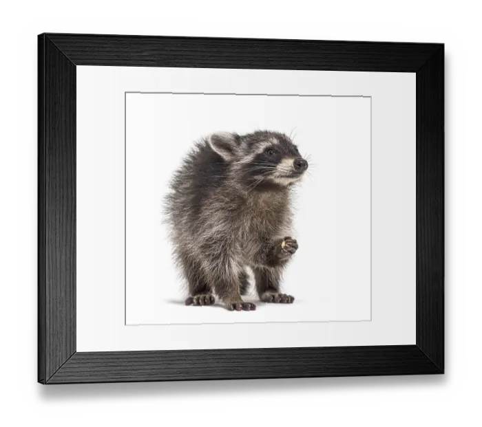Framed Print : Young raccoon eating, isolated on white Framed Print : Young raccoon eating, isolated on white