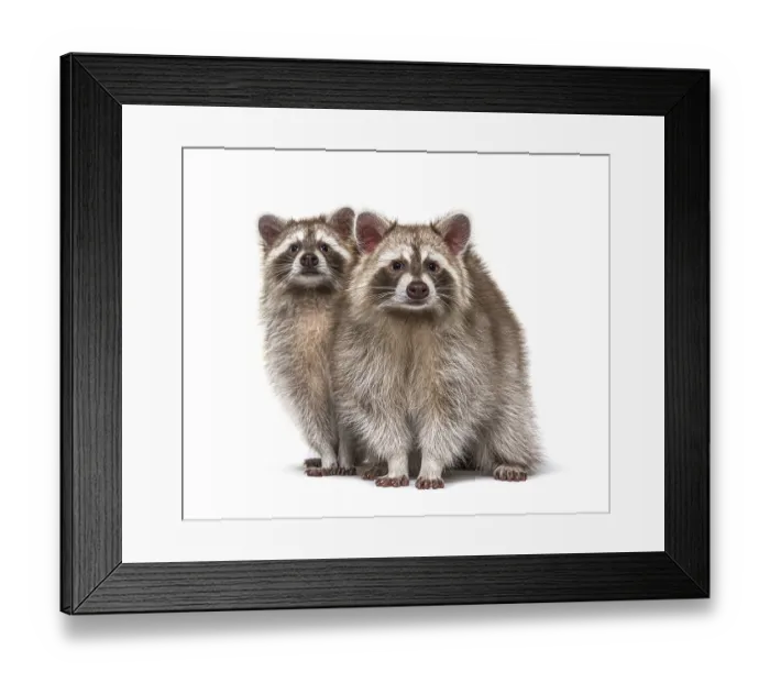 Framed Print : Two red raccoons sitting together