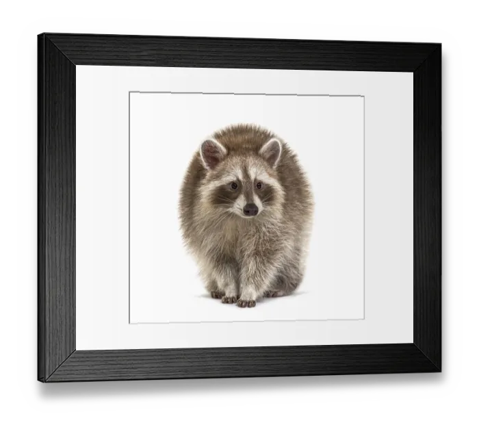Framed Print : Red Raccoon standing and facing at the camera isolated on white Framed Print : Red Raccoon standing and facing at the camera isolated on white
