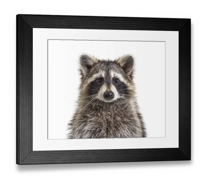 Framed Print : Head shot of a young Raccoon facing at the camera Framed Print : Head shot of a young Raccoon facing at the camera