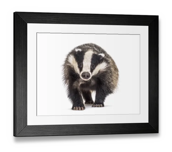 Framed Print : European badger walking towards the camera
