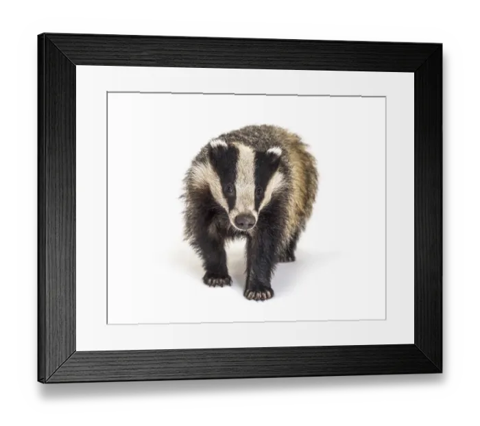 Framed Print : European badger walking towards the camera