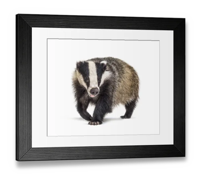 Framed Print : European badger walking towards the camera Framed Print : European badger walking towards the camera
