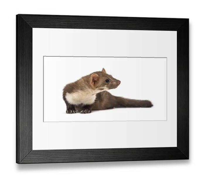 Framed Print : Beech marten looking away, isolated on white Framed Print : Beech marten looking away, isolated on white