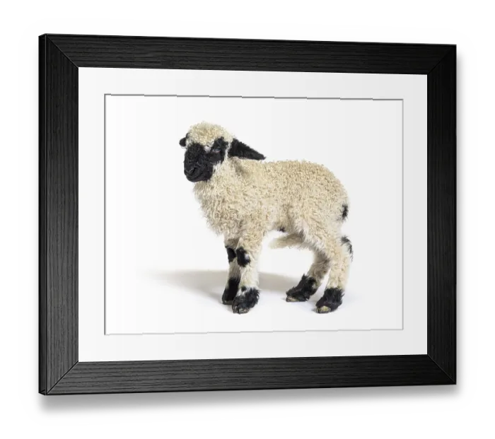 Framed Print : Profile of a lovely Lamb Valais Blacknose sheep three weeks old Framed Print : Profile of a lovely Lamb Valais Blacknose sheep three weeks old