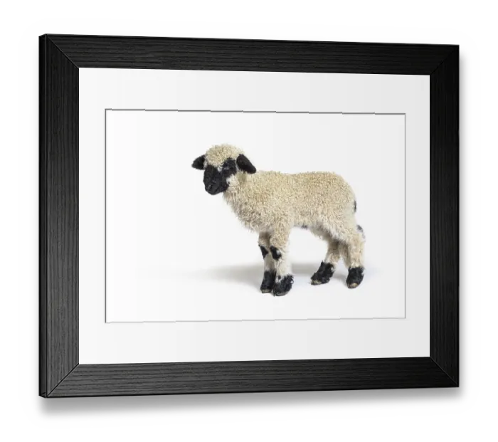 Framed Print : Profile of a lovely Lamb Valais Blacknose sheep three weeks old