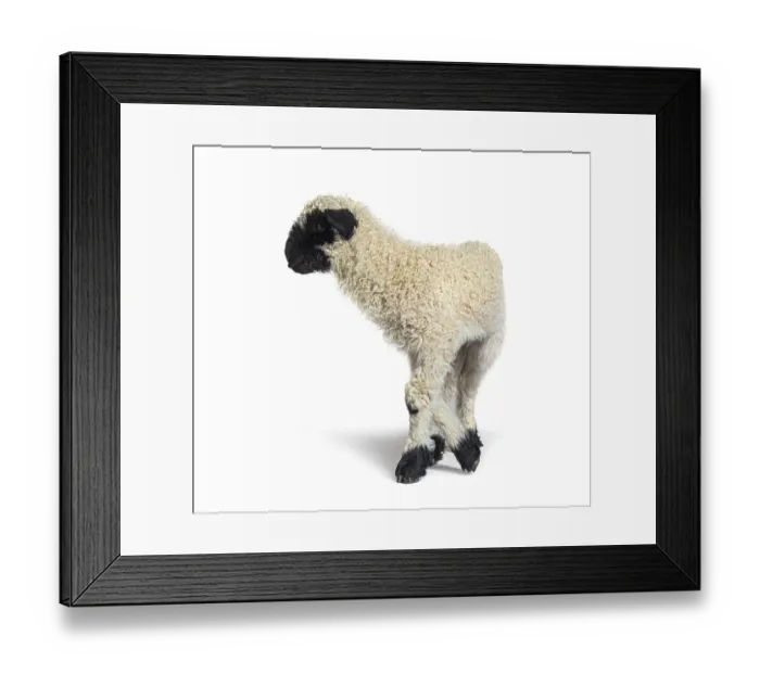 Framed Print : Profile of a lovely Lamb Valais Blacknose sheep three weeks old