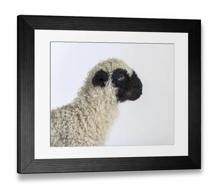 Framed Print : Profile of a lovely Lamb Valais Blacknose sheep three weeks old
