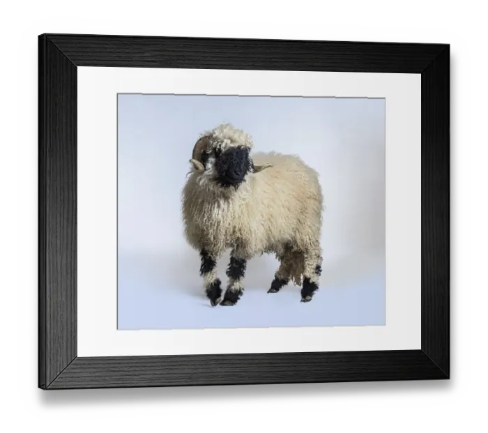 Framed Print : Side view Portrait side view of adulte Valais Black nose