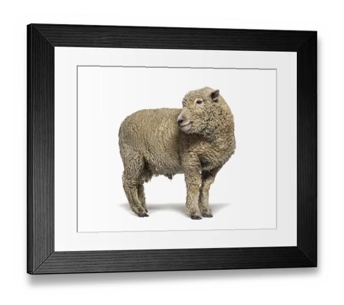 Framed Print : Southdown sheep, Babydoll, smiling sheep Framed Print : Southdown sheep, Babydoll, smiling sheep