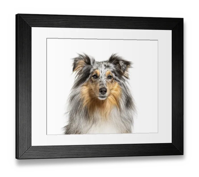 Framed Print : Portrait of a Blue merle Sheltie, isolated Framed Print : Portrait of a Blue merle Sheltie, isolated