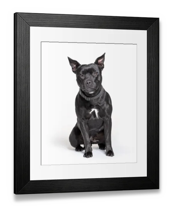 Framed Print : Black American Staffordshire terrier isolated on white