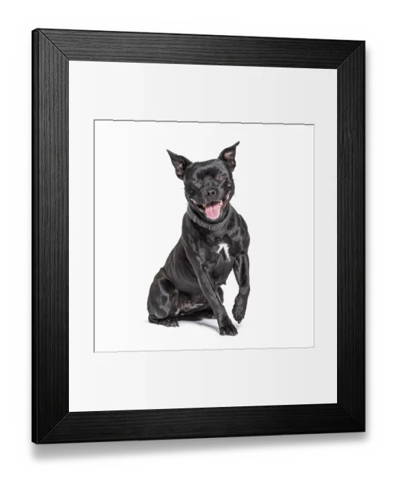 Framed Print : Black American Staffordshire terrier isolated on white Framed Print : Black American Staffordshire terrier isolated on white
