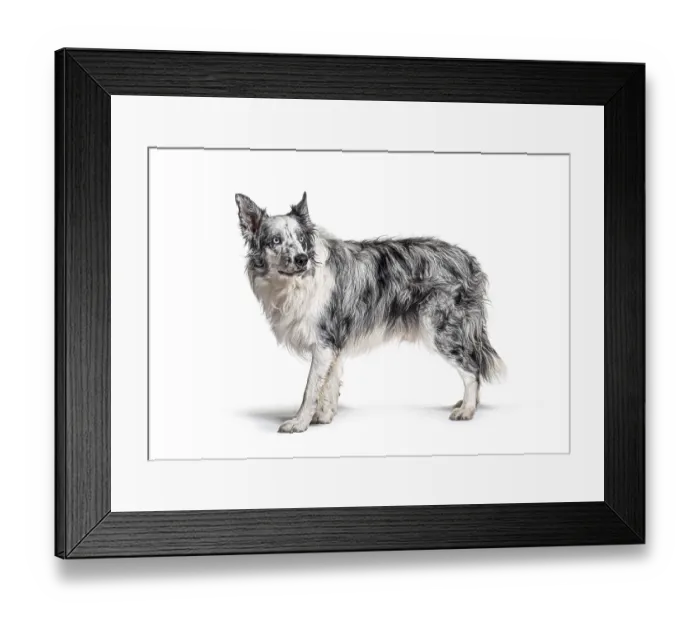 Framed Print : Blue eyed blue merle border collie Framed Print : Blue eyed blue merle border collie