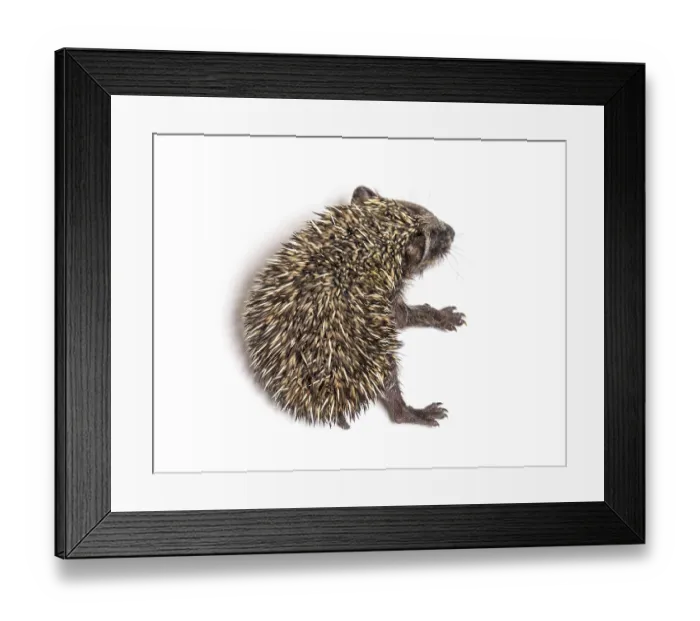 Framed Print : Sick Young European hedgehog in distress Framed Print : Sick Young European hedgehog in distress