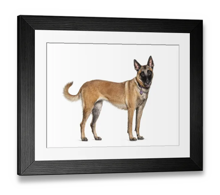 Framed Print : Standing Malinois dog isolated on white Framed Print : Standing Malinois dog isolated on white