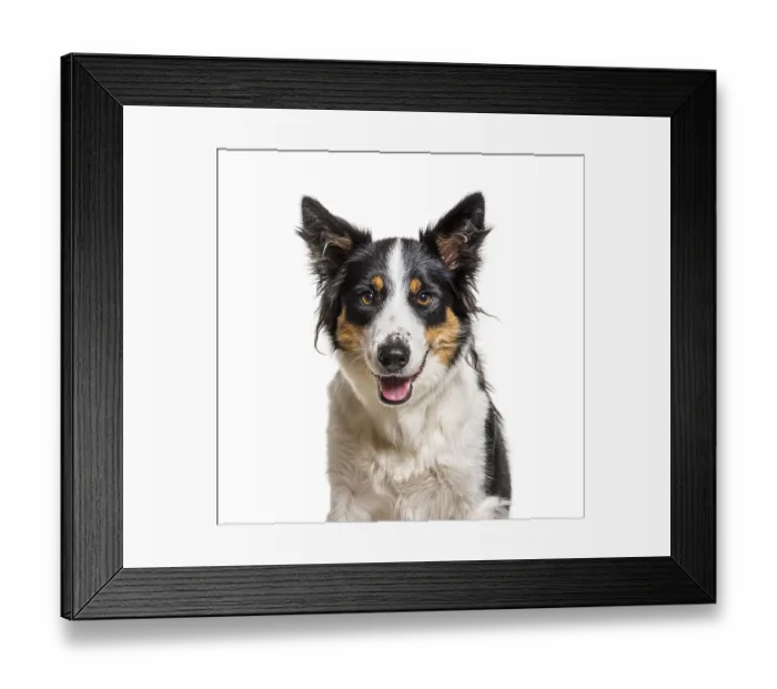 Framed Print : Head shot of a panting Border Collie, isolated