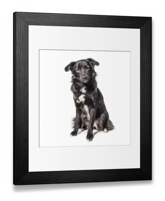 Framed Print : Black sitting, Isolated on white