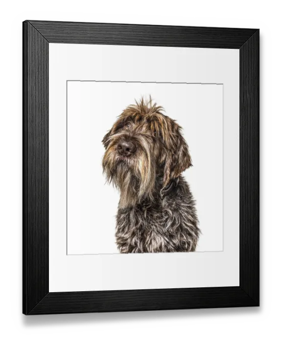 Framed Print : Head shot of a shaggy dog, Korthals Griffon