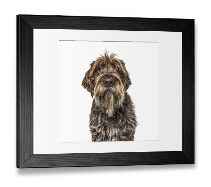 Framed Print : Head shot of a Korthals Griffon isolated on white Framed Print : Head shot of a Korthals Griffon isolated on white