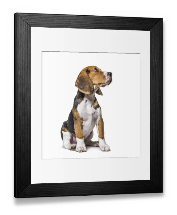 Framed Print : Young puppy three months old Beagles dog sitting and looking up Framed Print : Young puppy three months old Beagles dog sitting and looking up