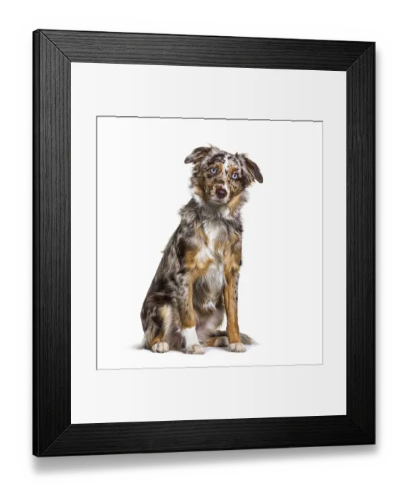 Framed Print : Puppy Miniatur americain shepherd red merle sitting