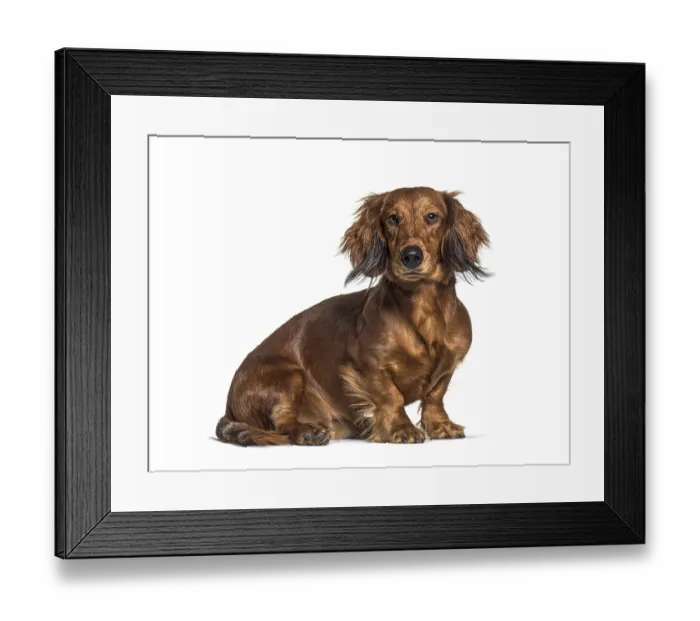 Framed Print : Sitting dachshund looking at the camera isolated on white Framed Print : Sitting dachshund looking at the camera isolated on white
