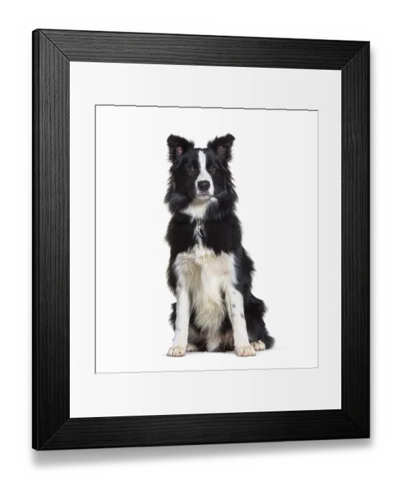 Framed Print : Sitting Border collie looking at the camera Framed Print : Sitting Border collie looking at the camera